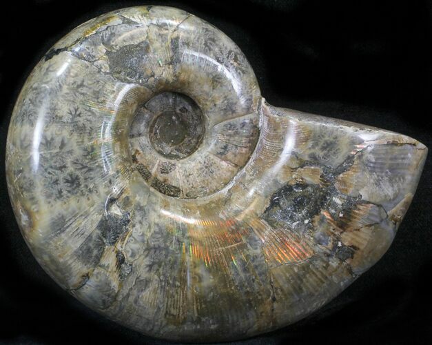 Polished Ammonite (Anapuzosia?) Fossil - Madagascar #29848